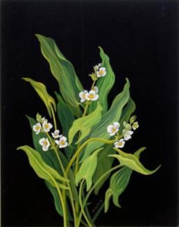 Arum-leaved Arrowhead (sagittaria cuneata)
