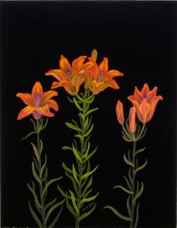 Western Red Lily (lilium philadelphicum)