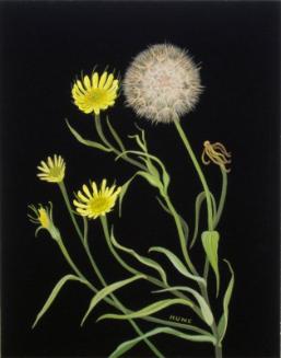 Goat's-beard (tragopogon dubius)