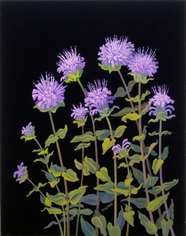 Western Wild Bergamot (monarda fistulosa)