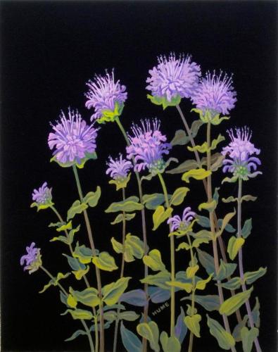Western Wild Bergamot (monarda fistulosa)