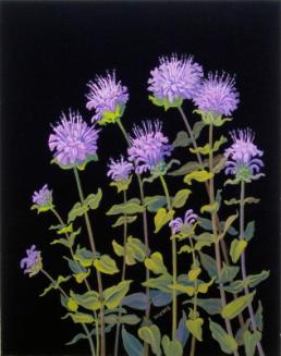 Western Wild Bergamot (monarda fistulosa)