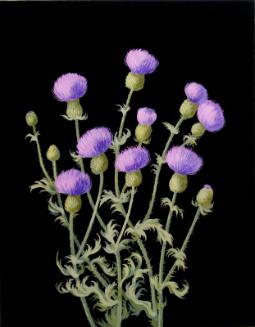 Wavy-leaved Thistle (cirsium undulatum)