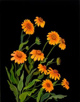 Gaillardia (gaillardia aristata)