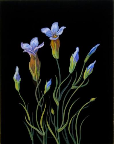 Fringed Gentian (gentian crinita)