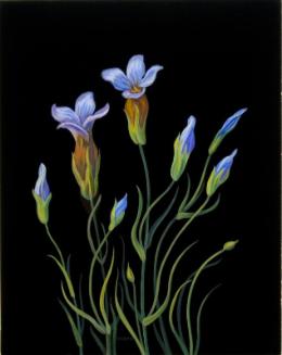 Fringed Gentian (gentian crinita)