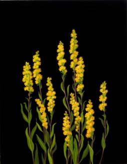 Mountain Goldenrod (solidago decumbens)