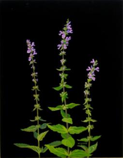 Giant Hyssop (agastache anethiodora)