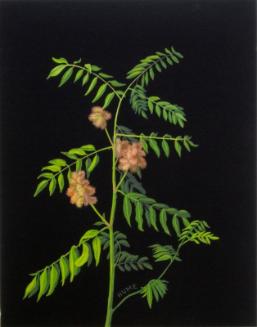 Burs of Wild Licorice (glycyrrhiza lapidota)
