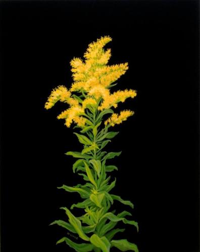 Canescent Goldenrod (solidago pruinosa)