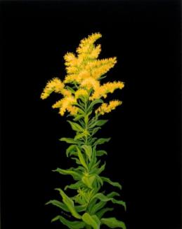 Canescent Goldenrod (solidago pruinosa)