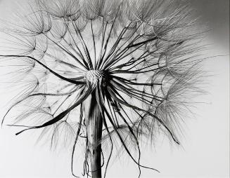 Goat's Beard Seed Ball