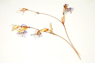 Lofted Dried Iris
