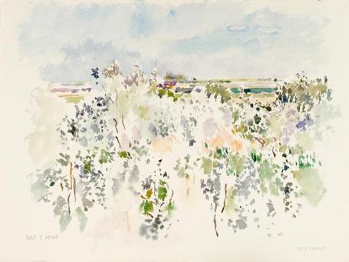 Silverberry Bushes, Evening, July 7, 1980