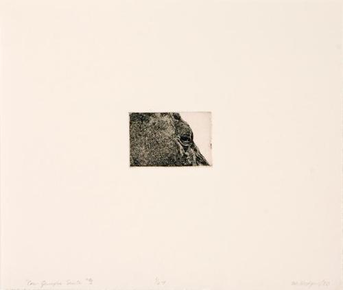 Cow Glimpse Suite #1