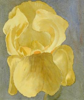 Untitled (yellow flower)