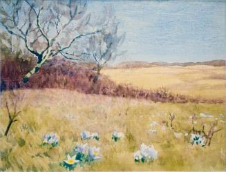 Untitled (prairie crocuses)