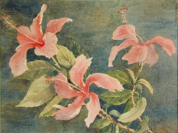 Hybrid Hibiscus