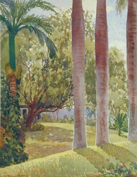 Royal Palm Boles