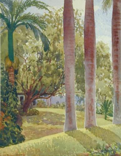 Royal Palm Boles