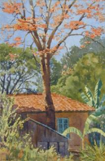 Bucare Tree