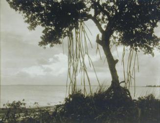 The Mangrove Tree