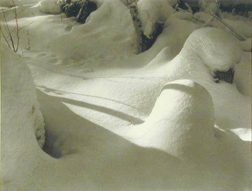 Deep in the Winter Woods