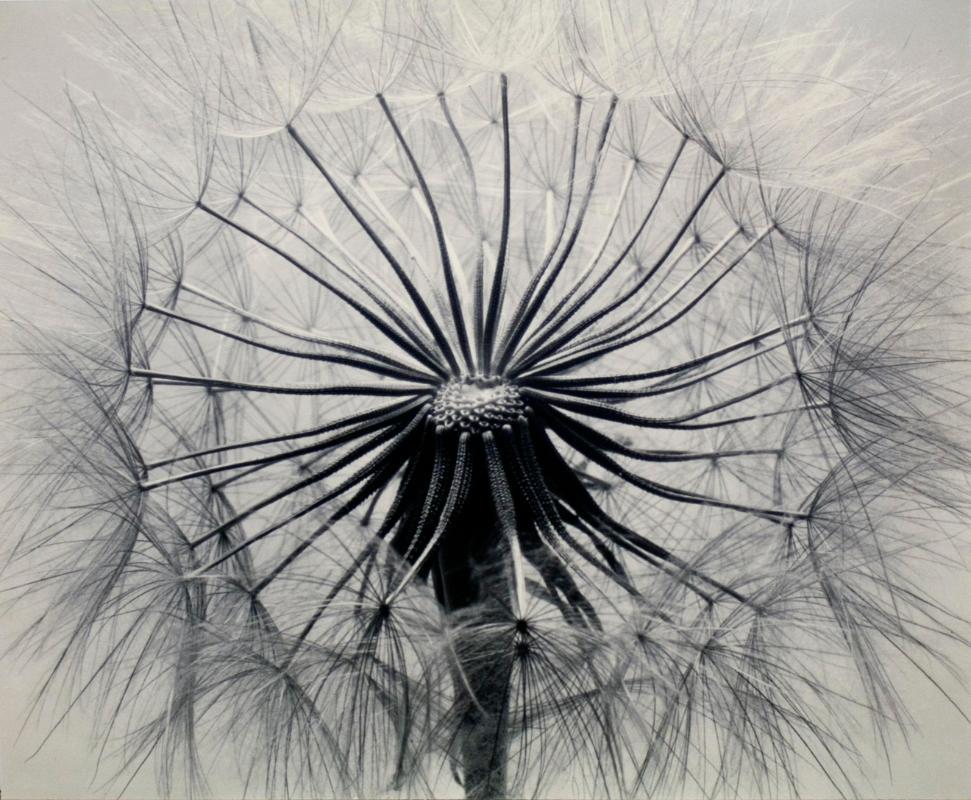 Meadow Salsify