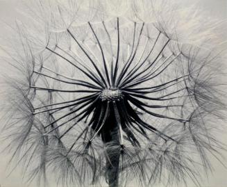 Meadow Salsify