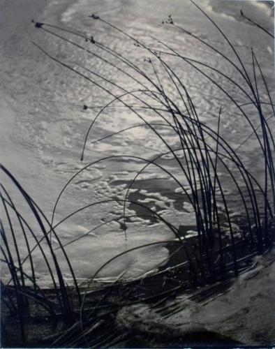Reeds and Foam