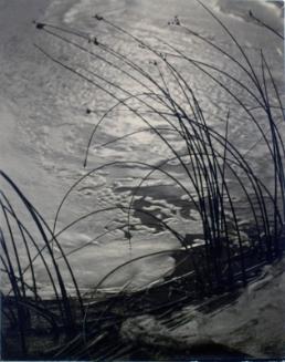 Reeds and Foam