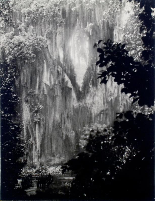 Spanish Moss in Rain