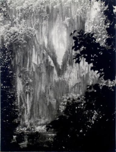 Spanish Moss in Rain