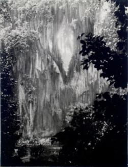 Spanish Moss in Rain