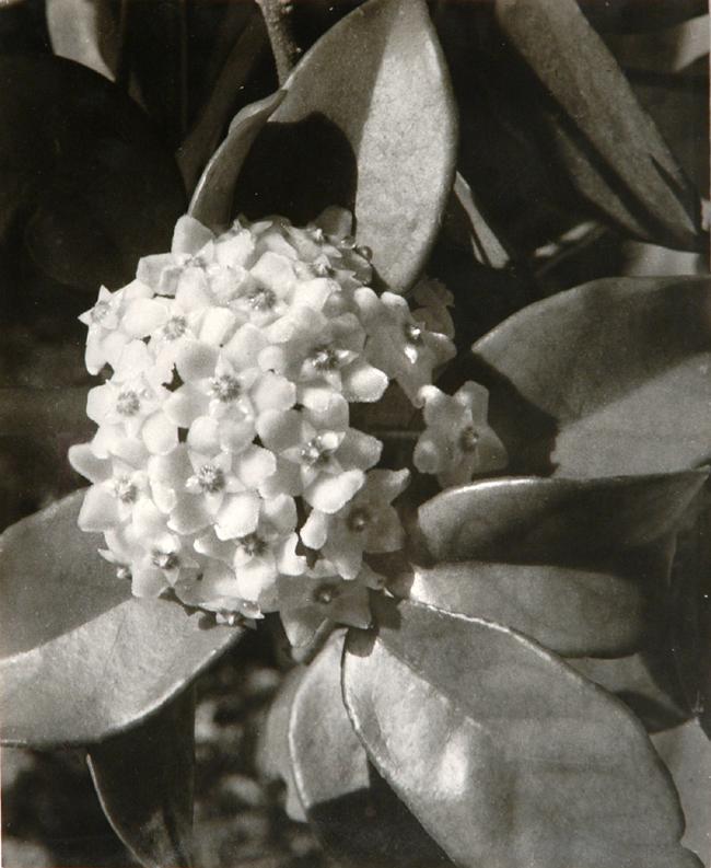 Flower of the Hoya Vine