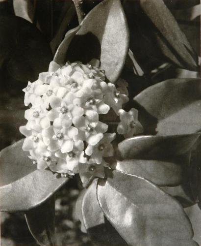 Flower of the Hoya Vine