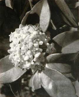 Flower of the Hoya Vine
