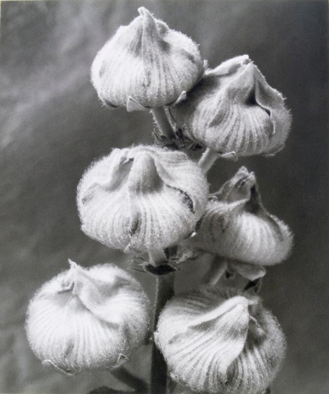 Hollyhock Seed Heads