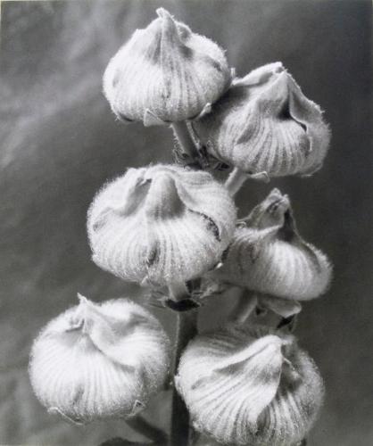 Hollyhock Seed Heads