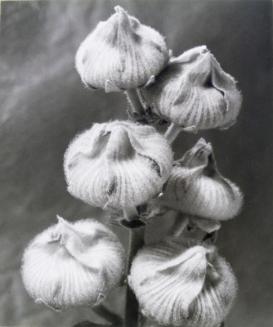 Hollyhock Seed Heads