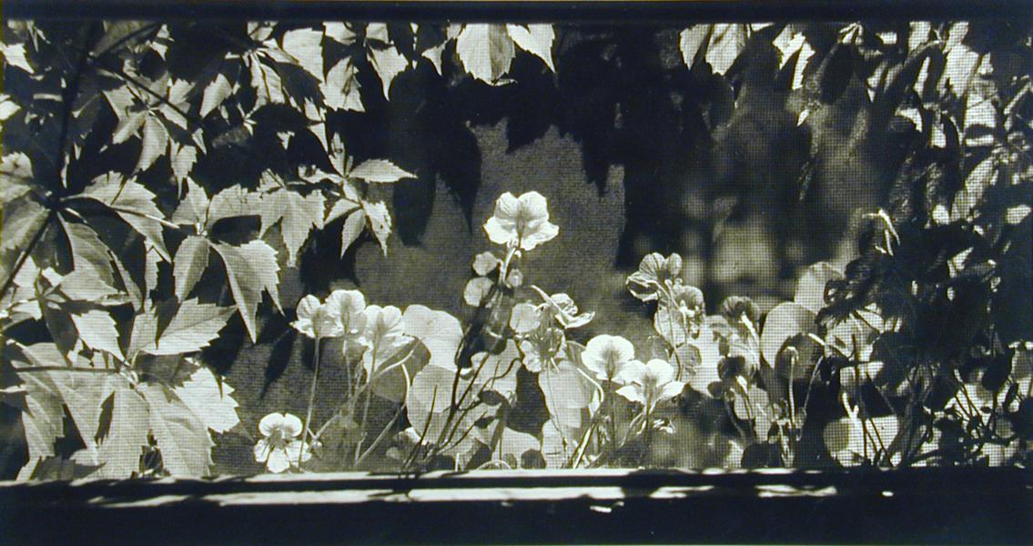 Window Box Through Screen