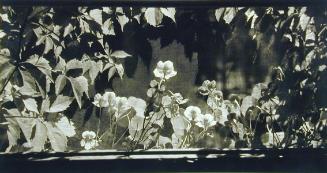 Window Box Through Screen