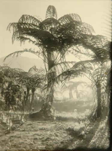Tree Ferns in Morning Mist