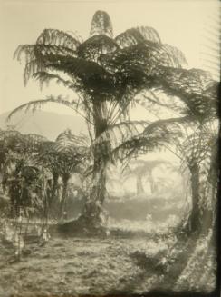 Tree Ferns in Morning Mist