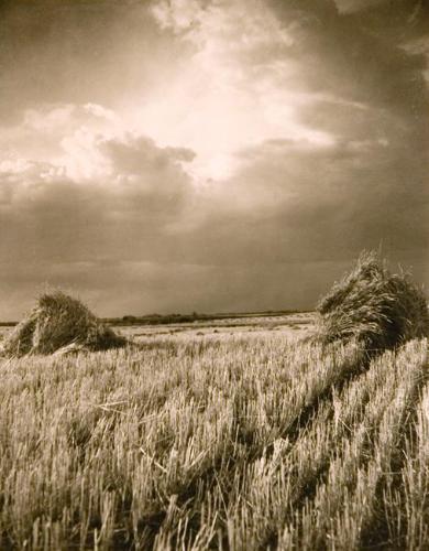 Prairie Gold