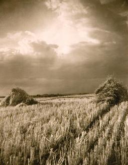 Prairie Gold