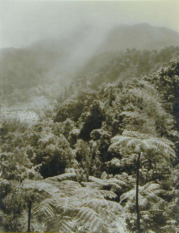 Mountain Orange Grove