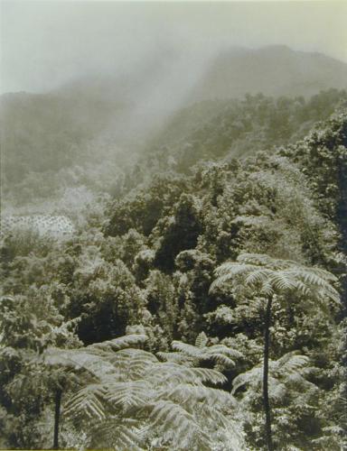 Mountain Orange Grove
