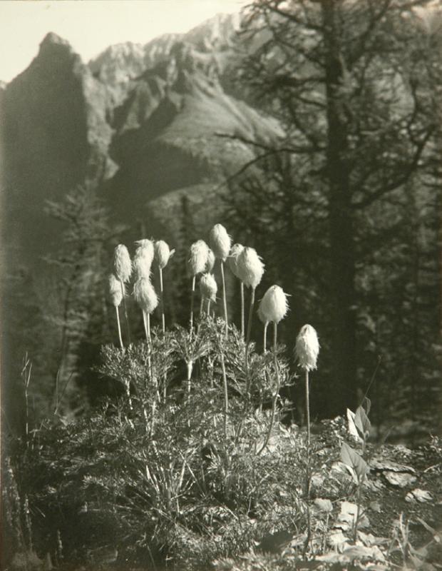 Mountain Anemone, Seed Heads