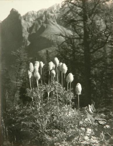Mountain Anemone, Seed Heads
